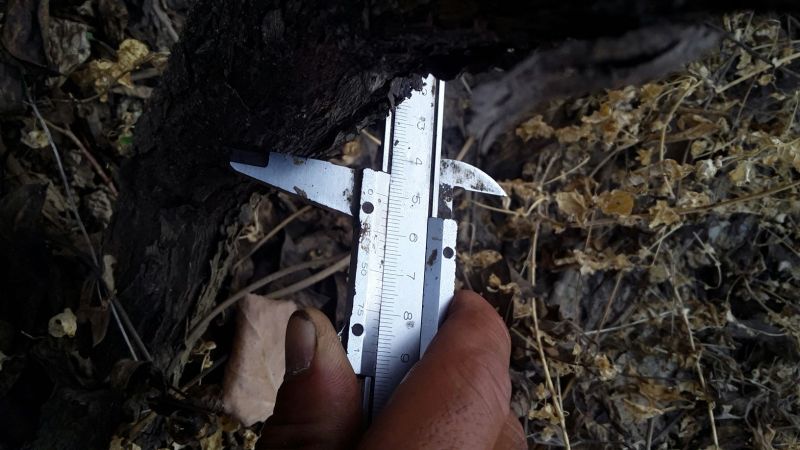 牡丹20cm以上18~20cm1.5~2米