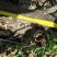 牡丹20cm以上18~20cm1.5~2米