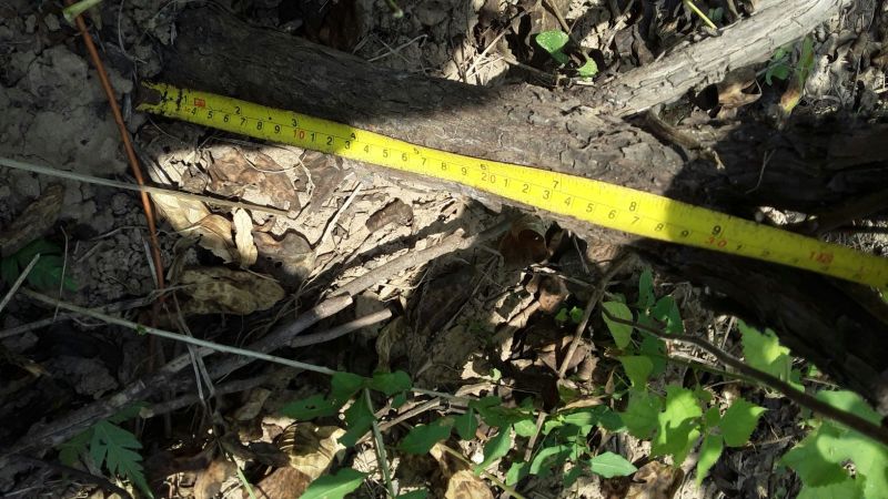 牡丹20cm以上18~20cm1.5~2米