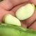精装白皮胡豆颗粒饱满，少量上市欢迎采购，专业代发