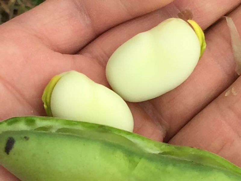 精装白皮胡豆颗粒饱满，少量上市欢迎采购，专业代发