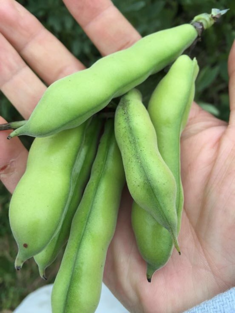 精装白皮胡豆颗粒饱满，少量上市欢迎采购，专业代发
