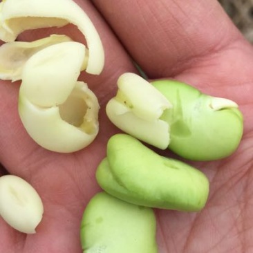 精装白皮胡豆颗粒饱满，少量上市欢迎采购，专业代发