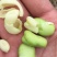精装白皮胡豆颗粒饱满，少量上市欢迎采购，专业代发