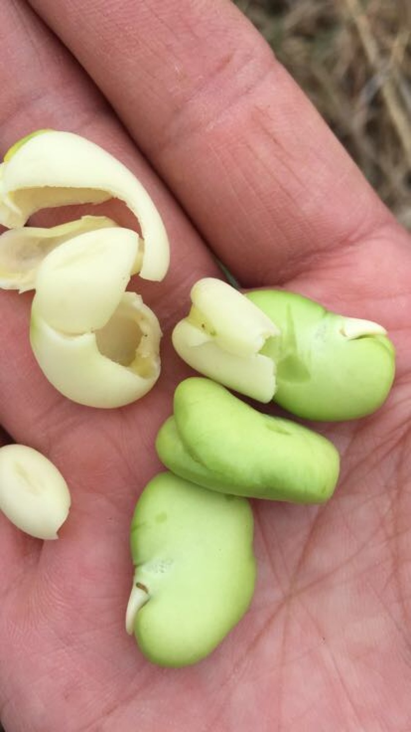 精装白皮胡豆颗粒饱满，少量上市欢迎采购，专业代发