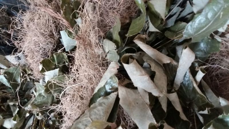 淫羊藿带头统