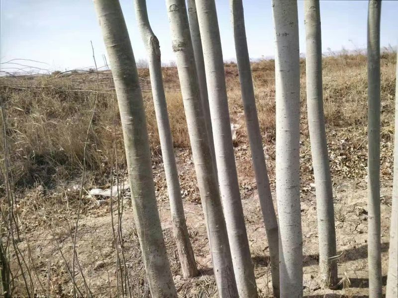 新疆杨树苗6公分