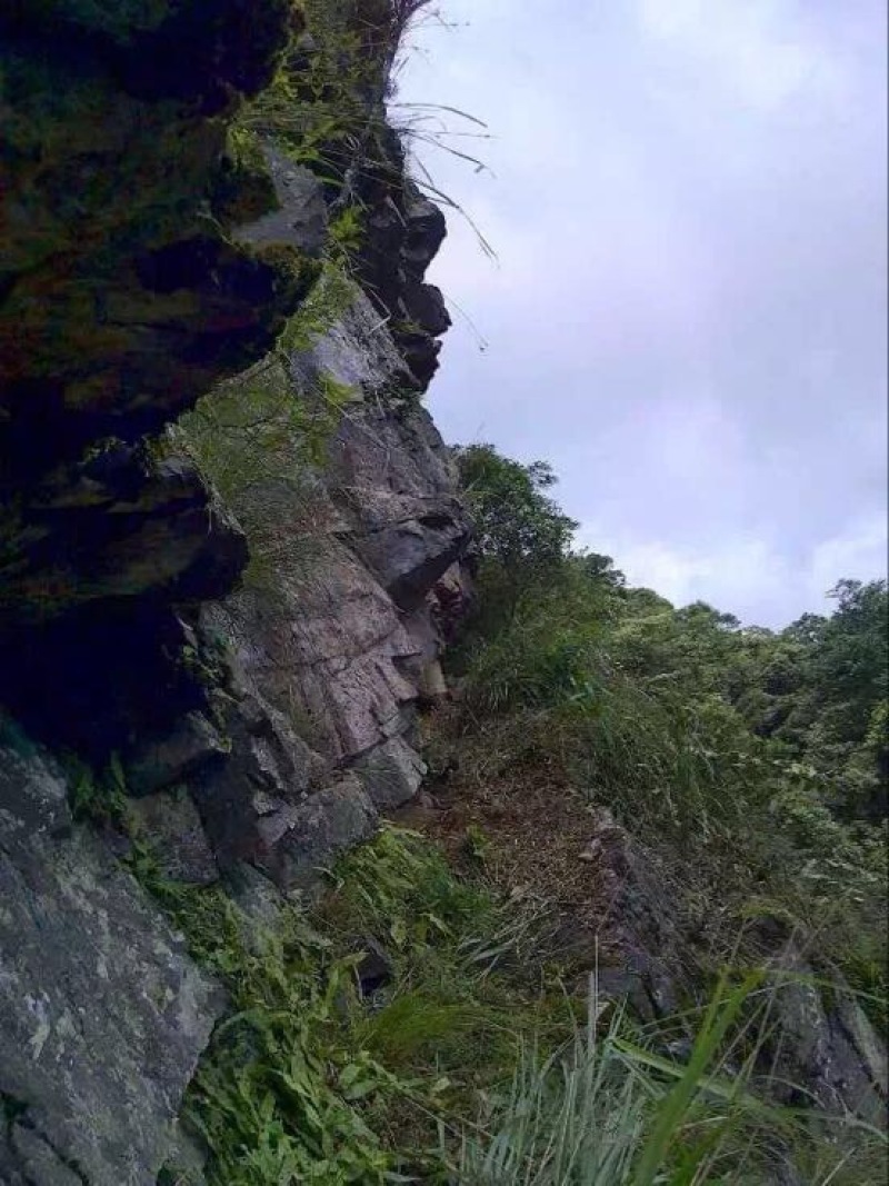 野生百花蜜