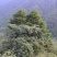 野生百花蜜