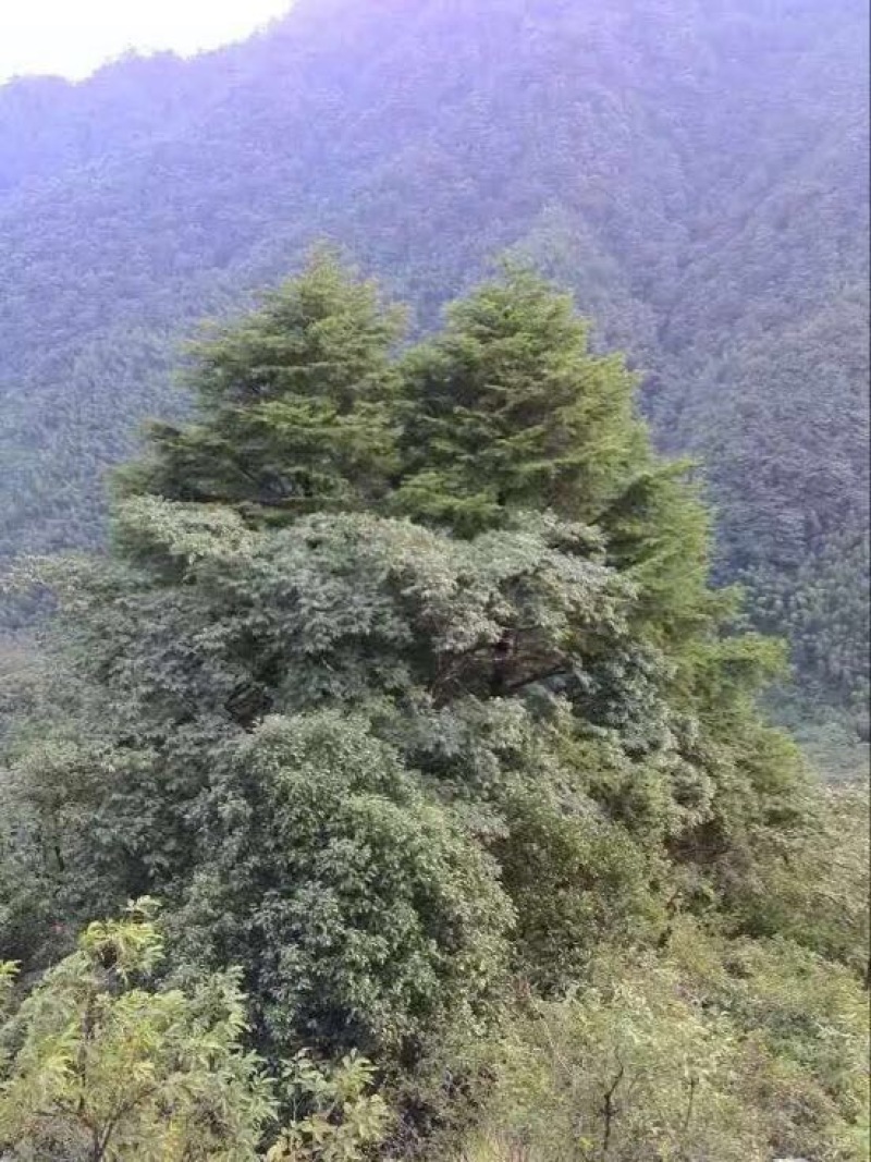 野生百花蜜