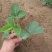 红颜草莓苗品种纯,免费提供种植技术保湿邮寄