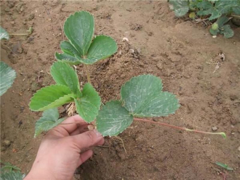 红颜草莓苗品种纯，免费提供种植技术保湿邮寄