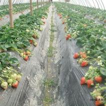 丰香草莓苗20~30cm保湿邮寄产地发货