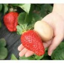 甜查理草莓苗20~30cm规格齐全产地发货
