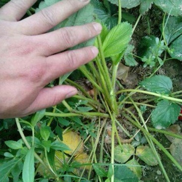 草莓苗品种齐全免费提供种植技术产地发货