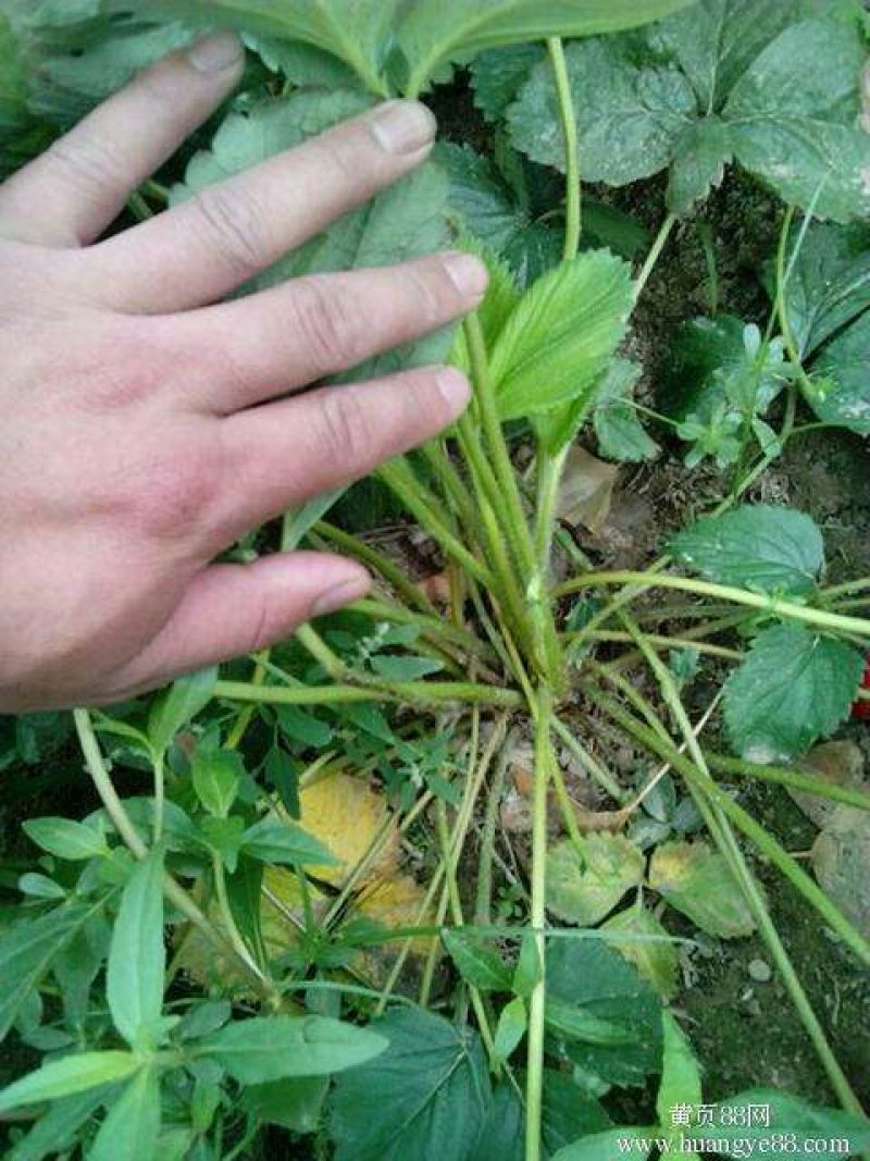 草莓苗品种齐全免费提供种植技术产地发货