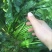 春菠菜