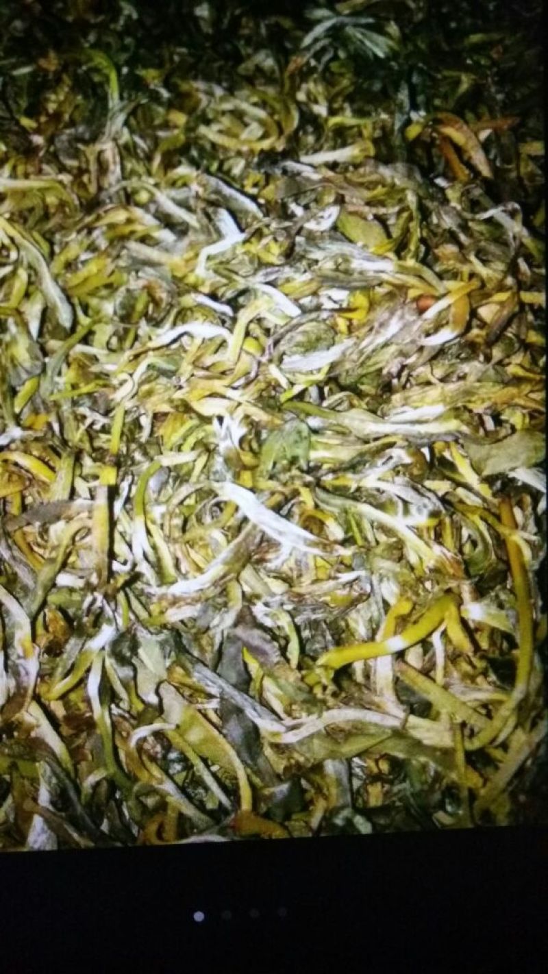 古树普洱茶三级