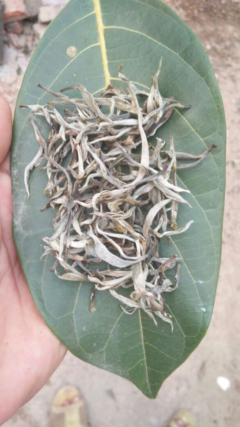 古树普洱茶三级