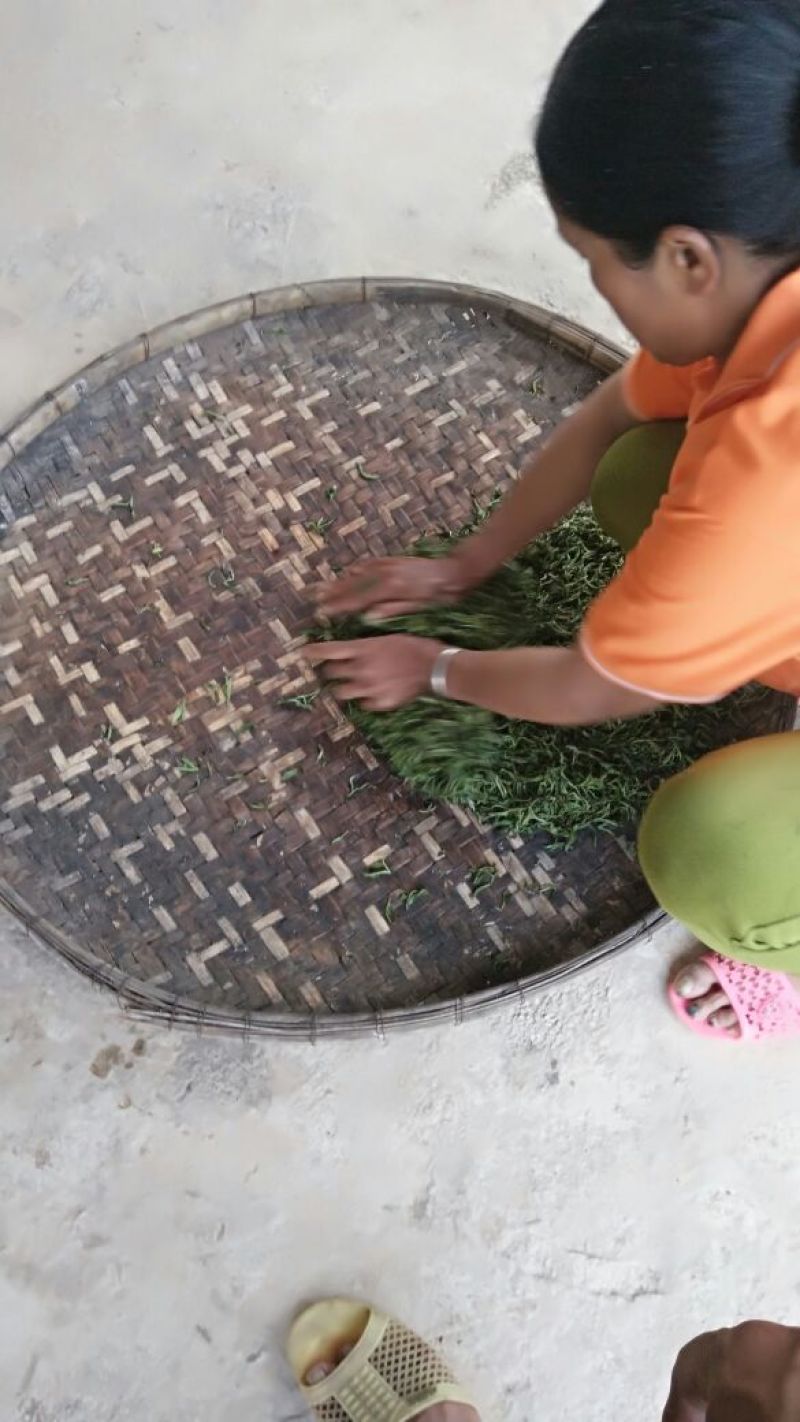 古树普洱茶三级