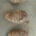 芋头85203厘米以上