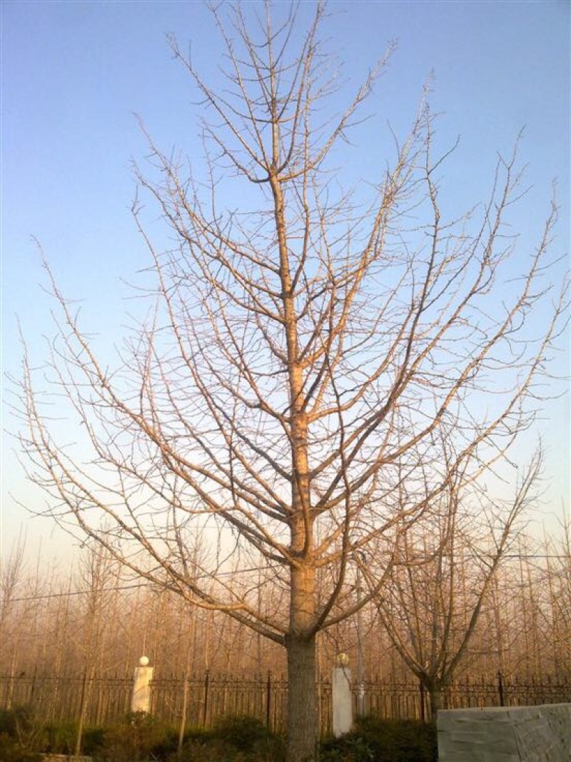 银杏实生树2.5米以下出枝20cm