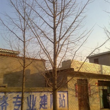银杏实生树2.5米以下出枝20cm