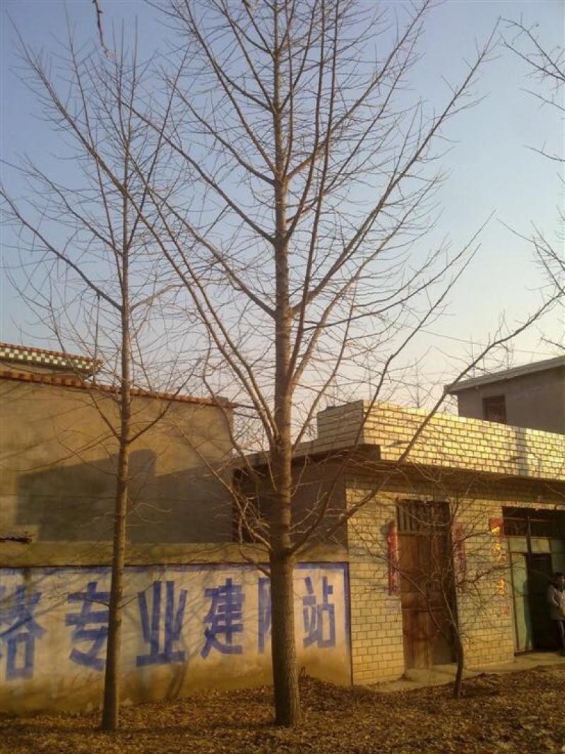 银杏实生树2.5米以下出枝20cm