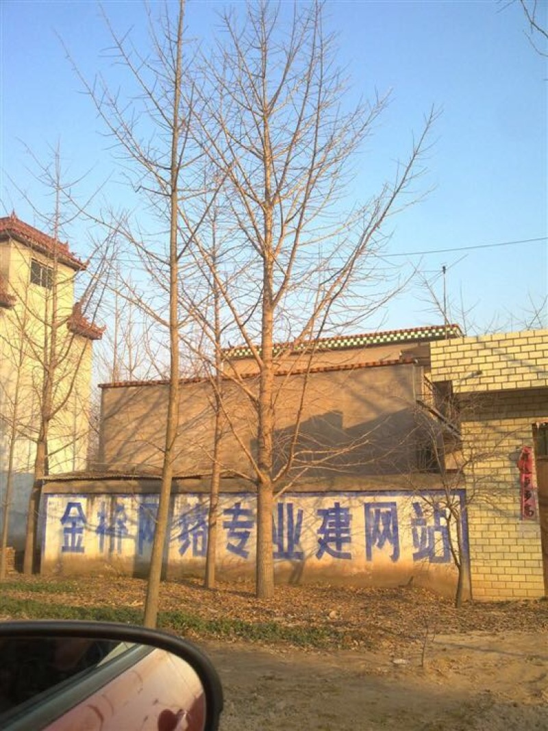 银杏实生树2.5米以下出枝20cm