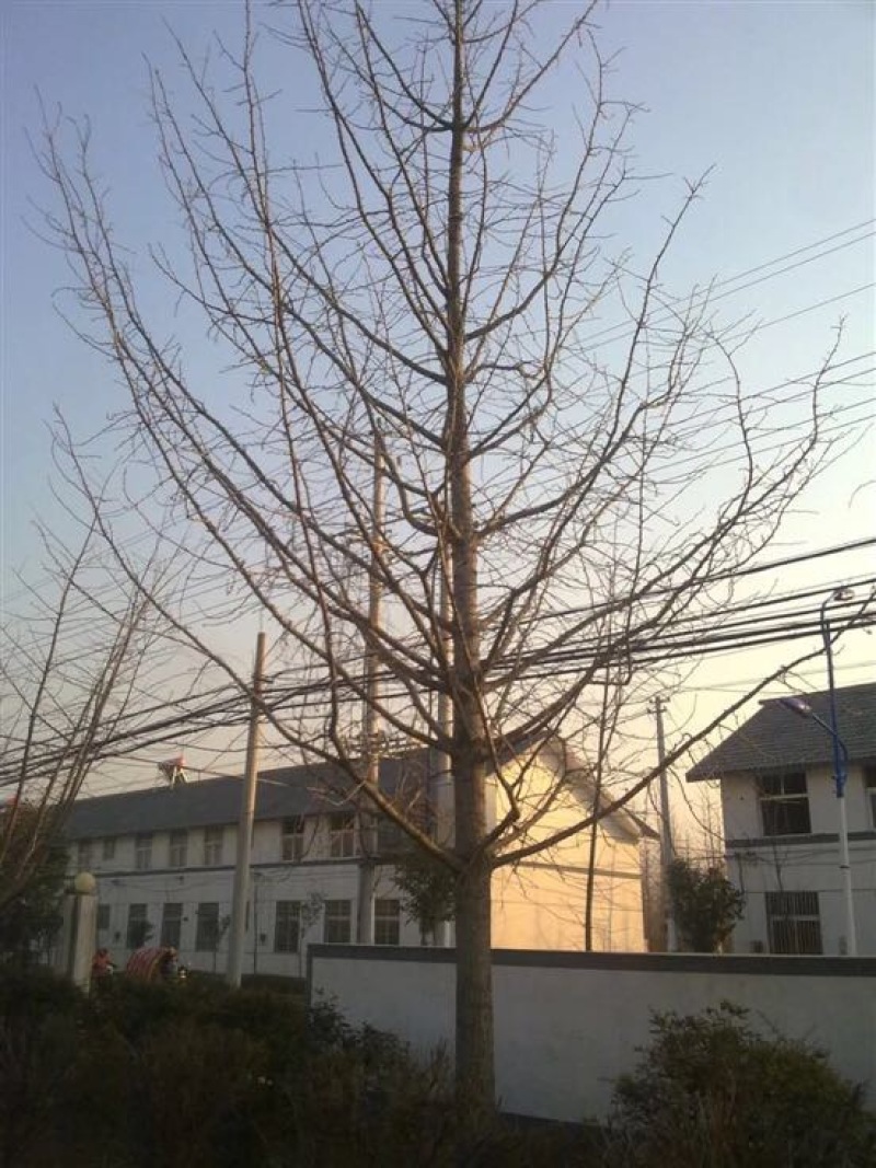 银杏实生树2.5米以下出枝20cm