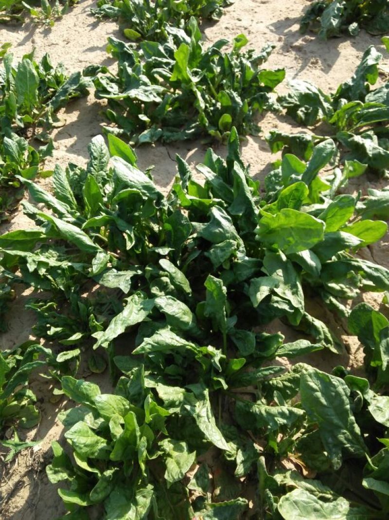 大叶菠菜30~35厘米