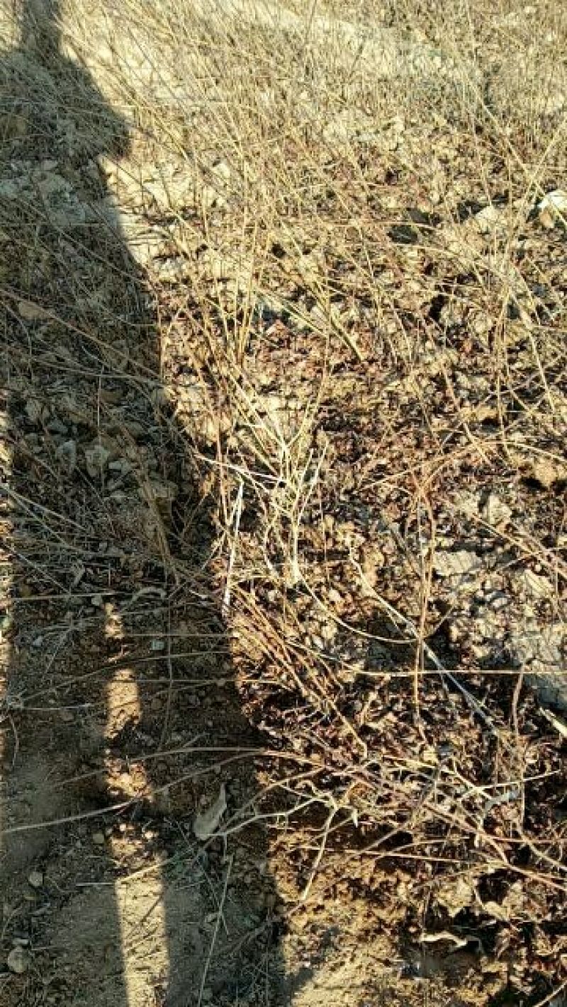 连翘苗20~30cm