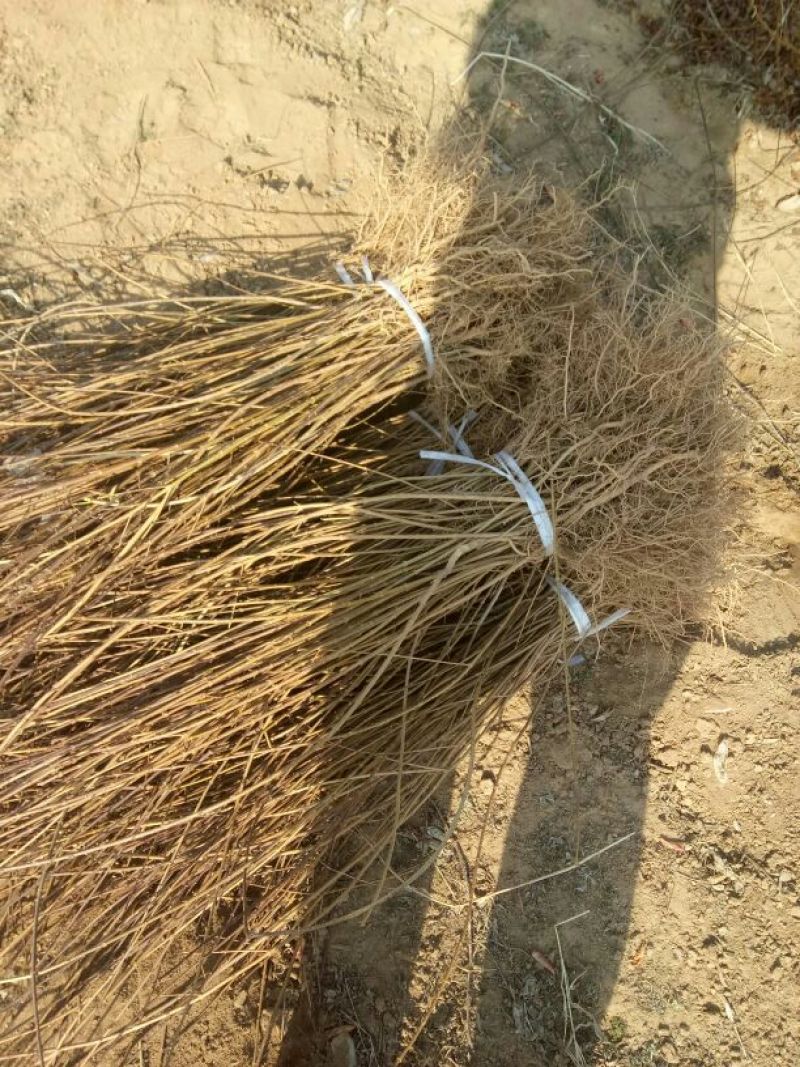 连翘苗20~30cm