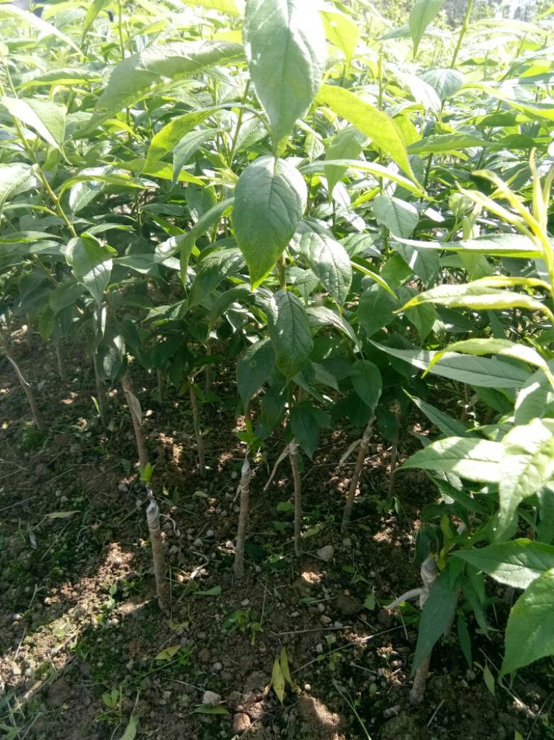 毛桃树苗50~60cm