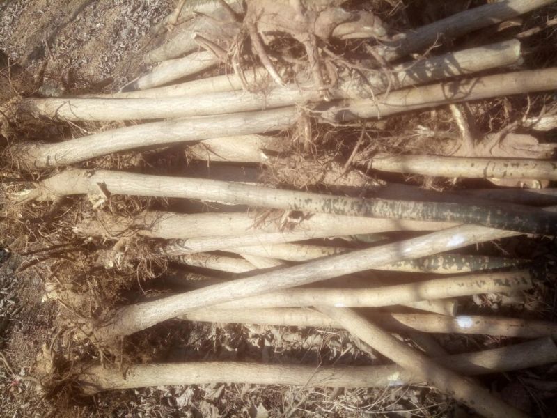 国槐1米以下6~8cm4cm以下