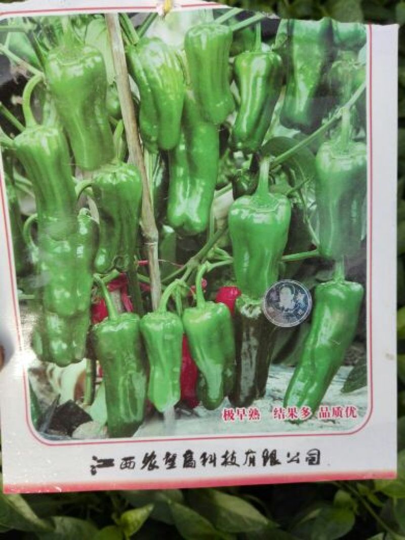 辣椒苗，辣椒苗，辣椒苗。