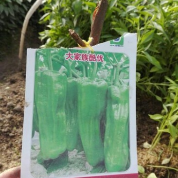 辣椒苗，辣椒苗，辣椒苗。