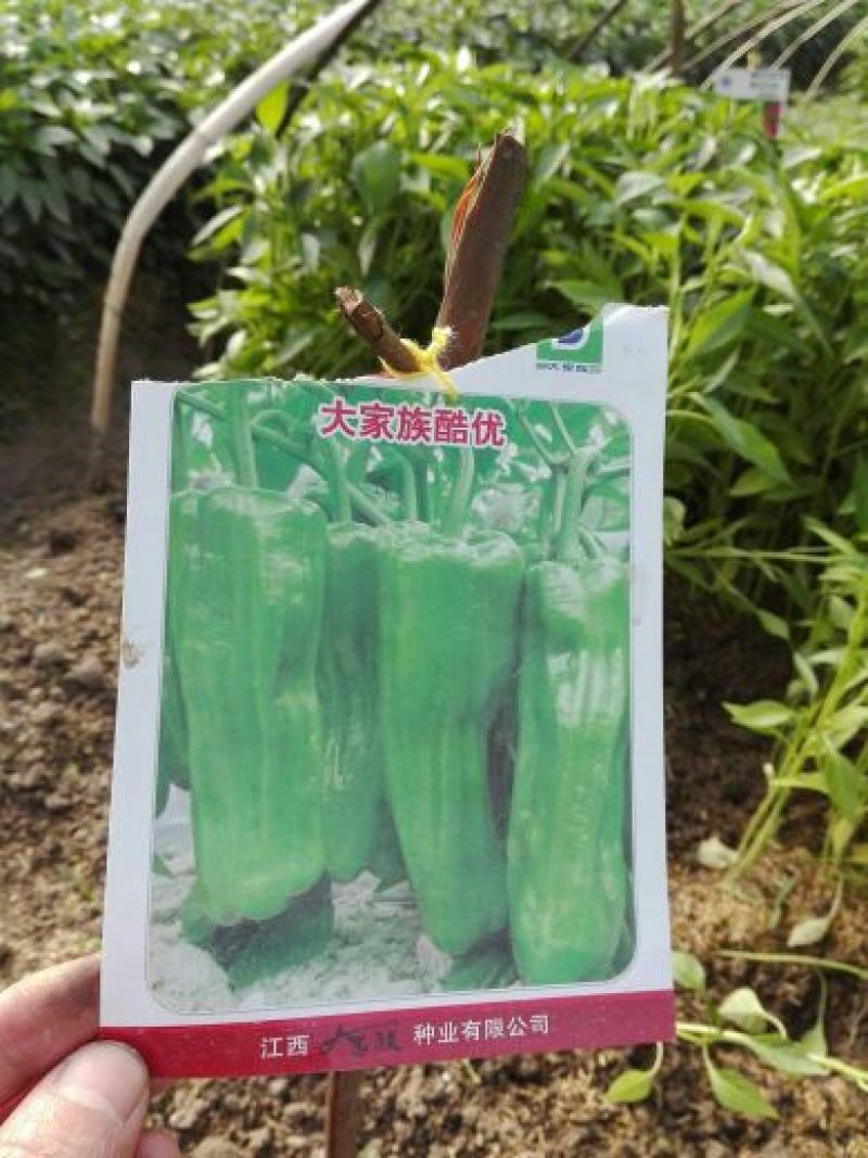 辣椒苗，辣椒苗，辣椒苗。