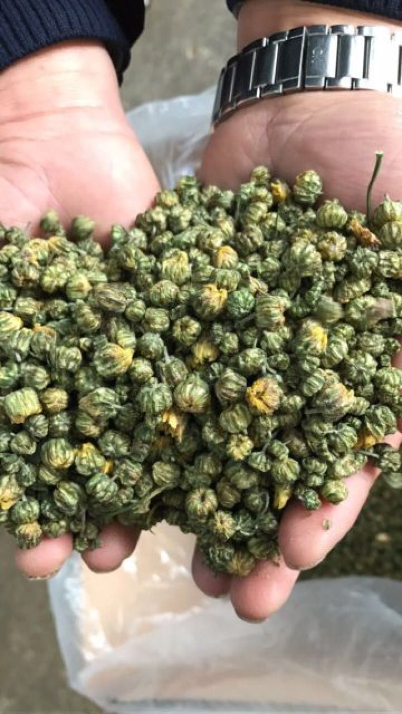 白菊花茶