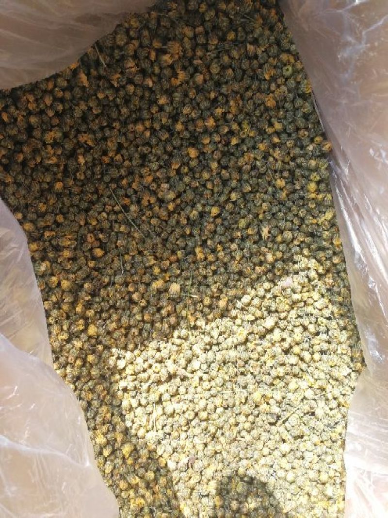 白菊花茶