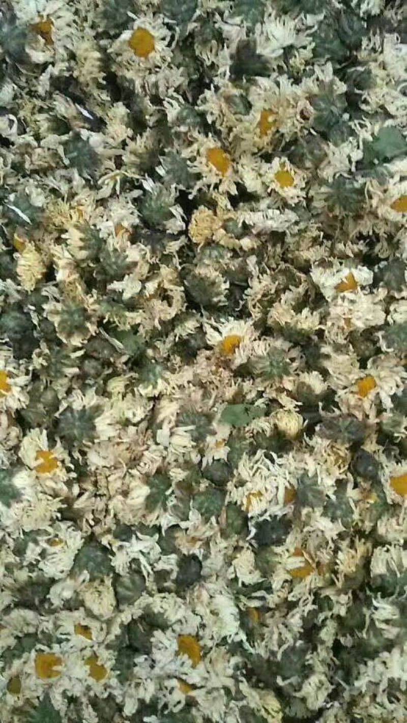白菊花茶