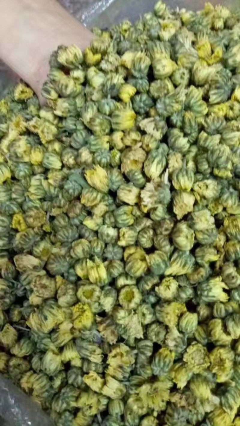 白菊花茶