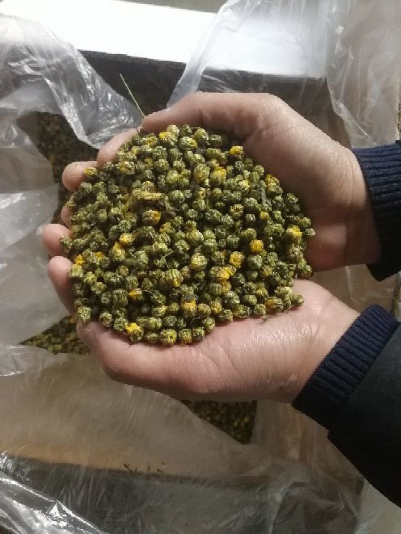 白菊花茶