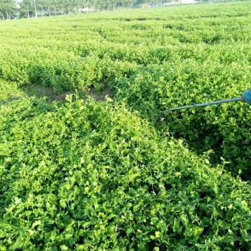 杭州白菊散装