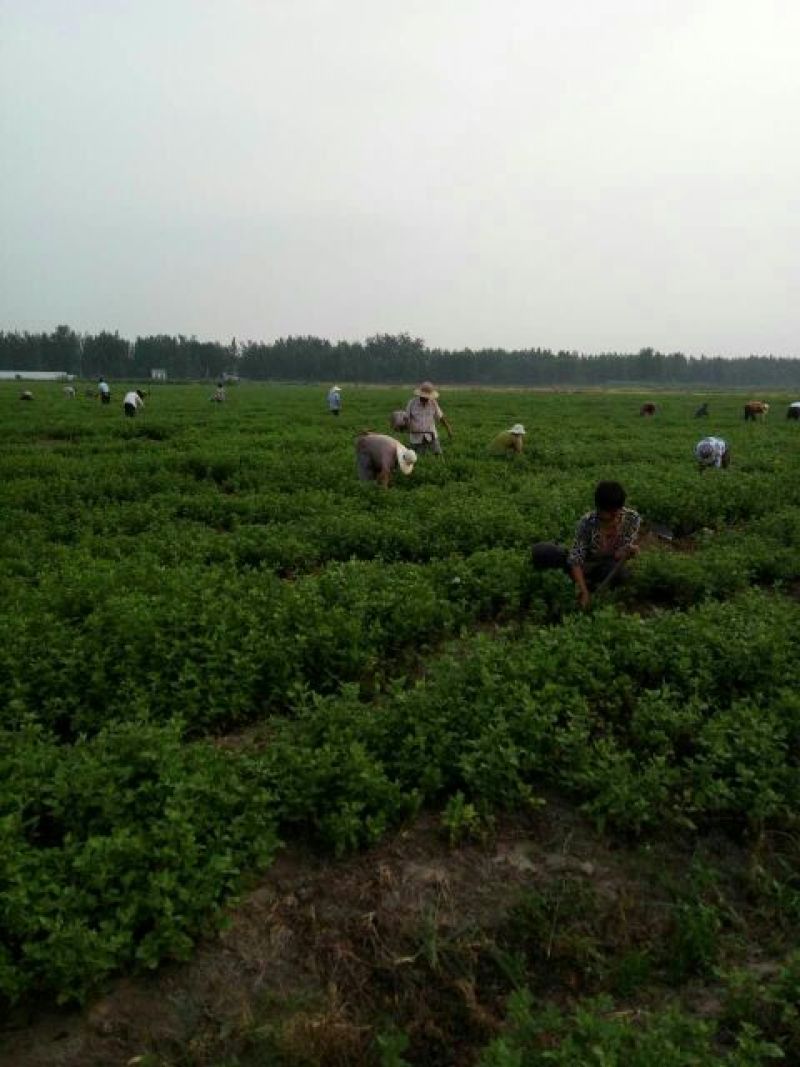 杭州白菊散装