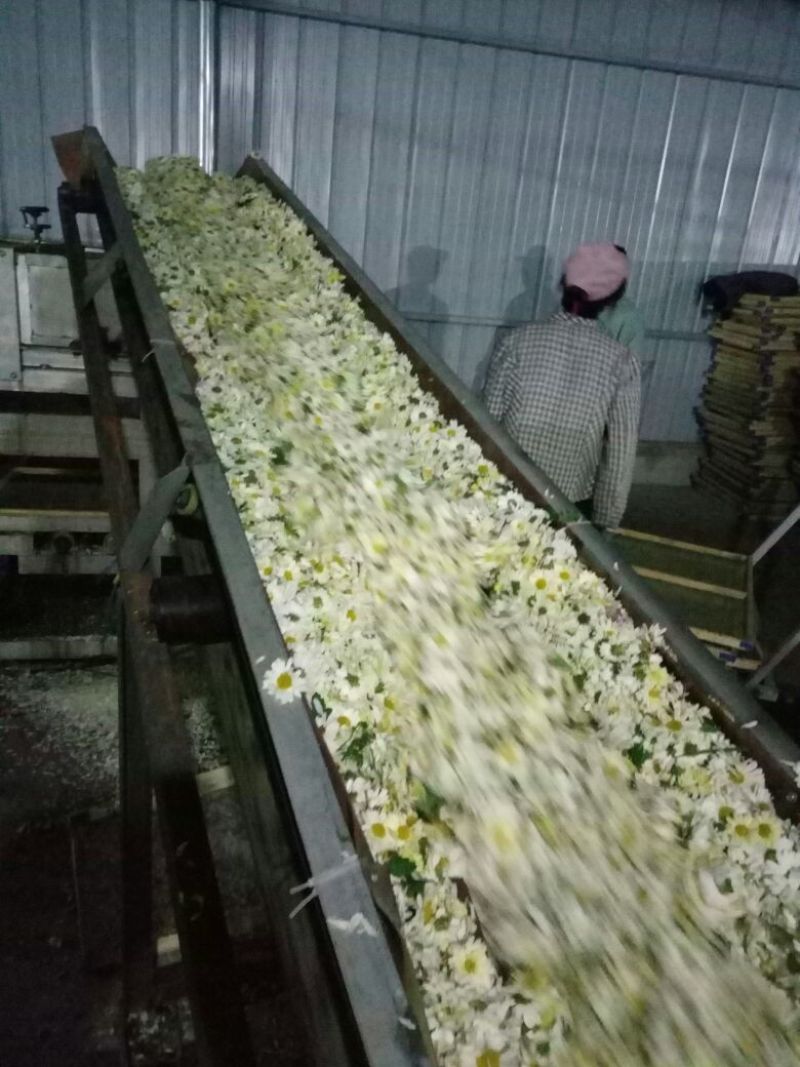 杭州白菊散装