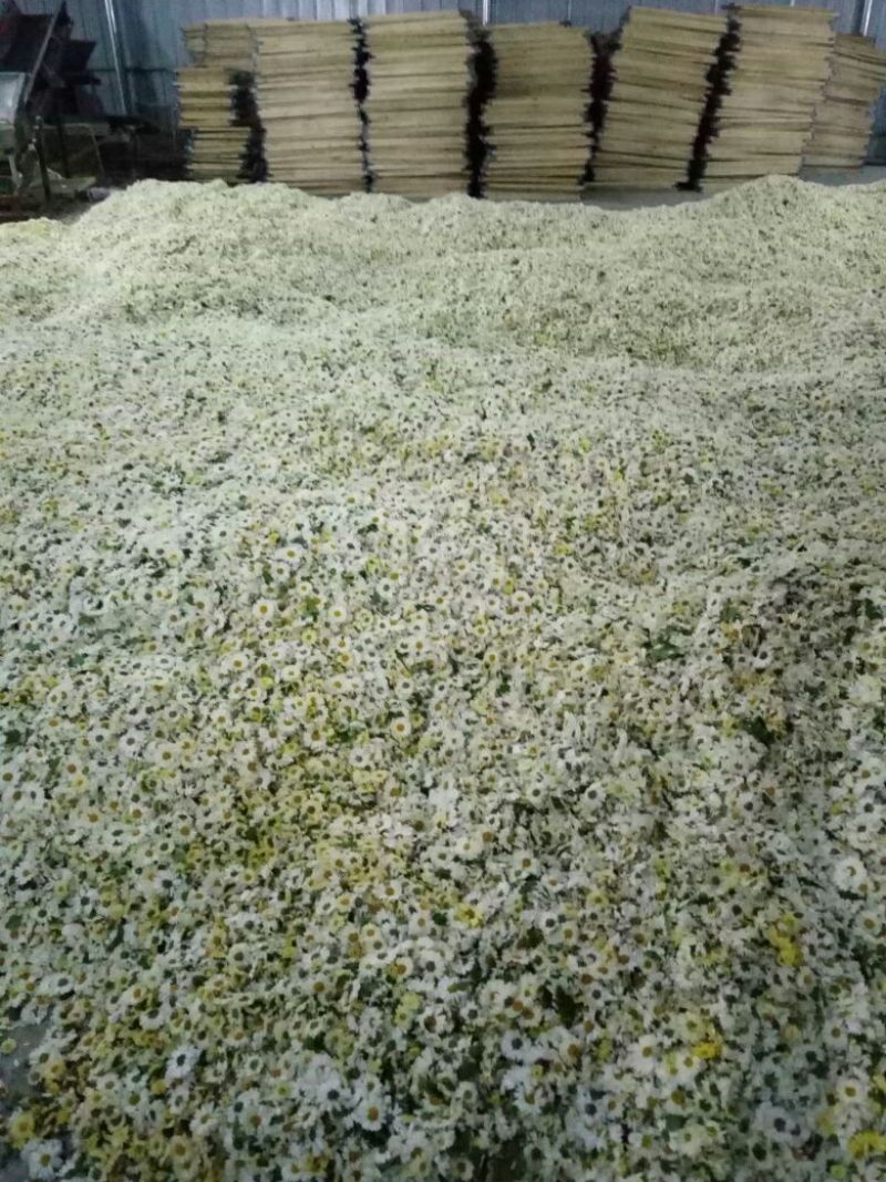 杭州白菊散装