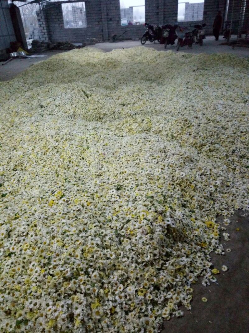 杭州白菊散装