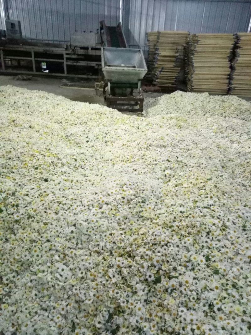 杭州白菊散装