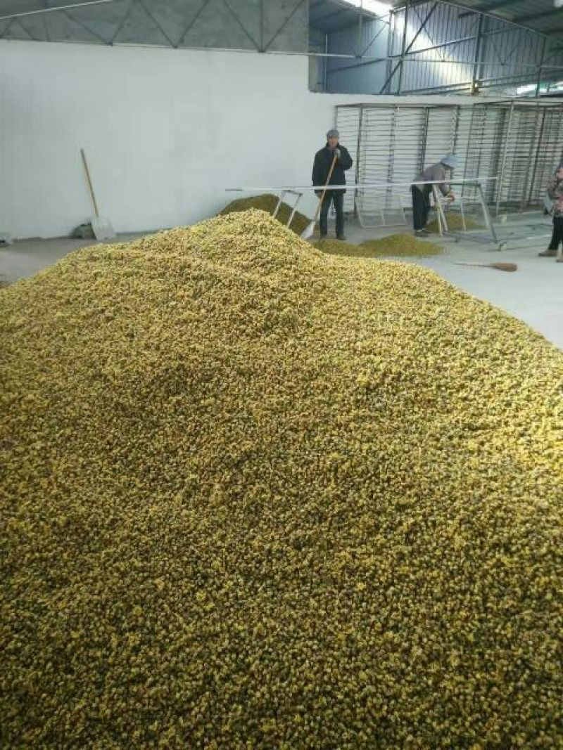 杭州白菊散装
